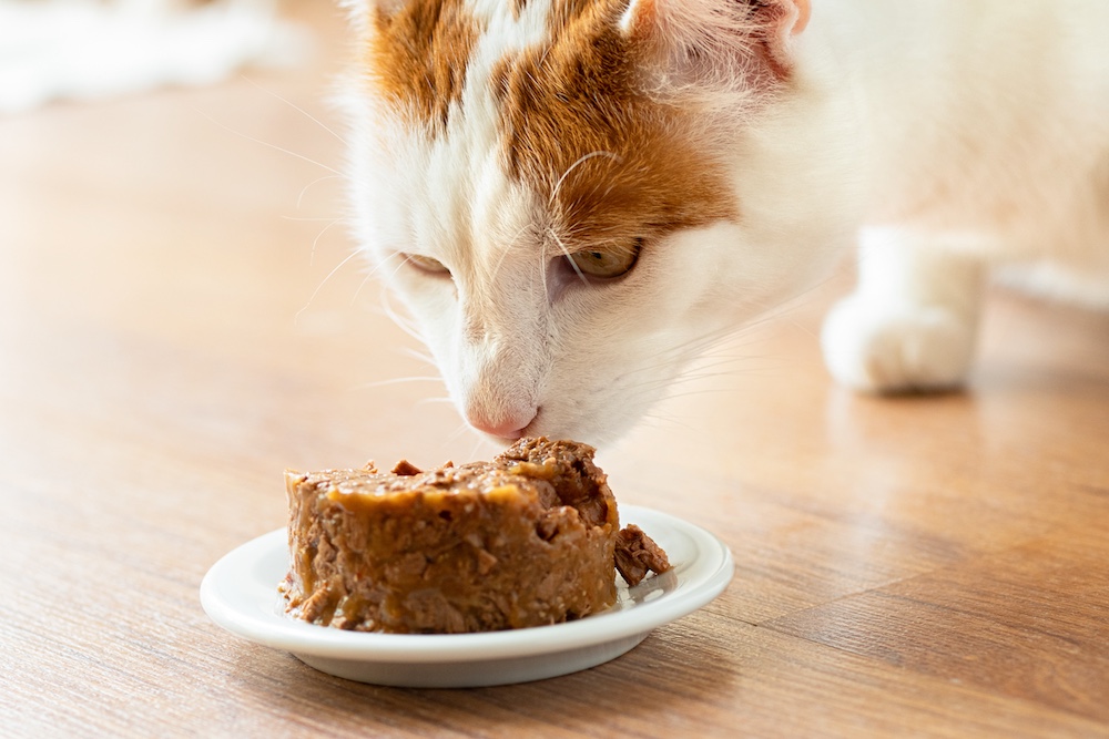 Healthy cat eating from a bowl on the kitchen floor